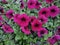 Petunia `Shock Wave Deep Purple`