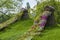 Petunia spring flowers flowing on green grass