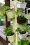 Petunia and strawberry seedlings in pots in the garden outside