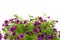 Petunia, Surfinia flowers over white background