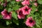 Petunia Surfinia Pink Vein