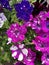 Petunia Surfinia purple. Vibrant purple white and pink surfinia flowers or petunia.