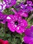 Petunia Surfinia purple. Vibrant purple white and pink surfinia flowers or petunia.