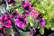 Petunia `Sweetunia Johnny Flame`, Sweetunia Johnny Flame Petunia