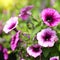 Petunia Trailing. Purple Flowers