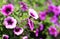 Petunia Trailing. Purple Flowers in the Garden