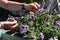 Petunia trailing,woman dead heading picking off dead flowers with her hands