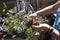 Petunia trailing,woman dead heading picking off dead flowers with her hands