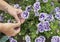 Petunia trailing,woman dead heading picking off dead flowers with her hands