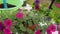 Petunia transplant. Close-up of a flower and a woman`s gloved hands