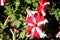 Petunia Ultra Red Star, Petunia atkinsoniana `Ultra Red Star