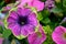 Petunia violet with green edges