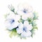 Petunia Watercolor Painting: White Charm Flowers On White Background