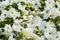 Petunia white flowers