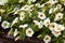 Petunia, White Petunias in the pot