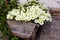 Petunia, White Petunias in the pot