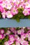 Petunia white pink flowers in wooden shelved pallets pots