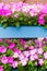 Petunia white pink flowers in wooden shelved pallets pots