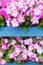Petunia white pink flowers in wooden shelved pallets pots