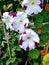 Petunia white/ purple colors flowers with designer green leaves.