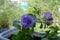 Petunias - beautiful flowers for growing in containers in small balcony gardens