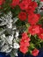 Petunias and bedding plants captured in the sunshine