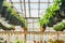 Petunias in black pots in old greenhouse a nursery.