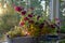 Petunias are fabulous flowers that grow in container in cozy garden on the balcony. Beautiful view at dawn