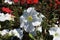 Petunias - Flower Detail image