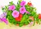 Petunias flowers in flower pot