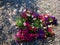 Petunias flowers in gravel shadow
