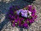 Petunias flowers in gravel shadow