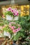 Petunias flowers in hanging flower pot
