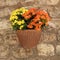 Petunias flowers in pot