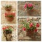 Petunias flowers in pots collage