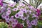 Petunias in hanging pots.