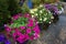 Petunias in hanging pots.