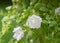 Petunias in hanging pots