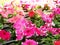 Petunias in the park. Rows of petunias planted in the park