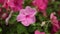 Petunias Pink Flowering High Definition Stock Footage