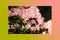 Petunias pink rose, Yellow daffodil,pansies, snapdragon and marigold, beautiful flower green grass background black white
