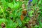 Petzen - Close up view on butterfly Pearl-bordered fritillarypolluting purple flower on alpine meadow, Petzen Alpe