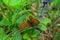 Petzen - Close up view on butterfly Pearl-bordered fritillarypolluting purple flower on alpine meadow, Petzen Alpe