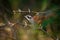 Peucaea ruficauda - Stripe-headed Sparrow  breeds from Mexico  including the transverse ranges  Cordillera Neovolcanica to Pacific