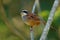 Peucaea ruficauda - Stripe-headed Sparrow  breeds from Mexico  including the transverse ranges  Cordillera Neovolcanica to Pacific