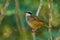 Peucaea ruficauda - Stripe-headed Sparrow  breeds from Mexico  including the transverse ranges  Cordillera Neovolcanica to Pacific