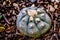 Peyote cactus plant photograph