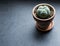 Peyote cactus in terracotta pot