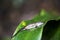 Peyrieras` pygmy chameleon, Brookesia peyrierasi, in the rainforest of Madagascar