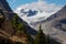 Peyto Glacier